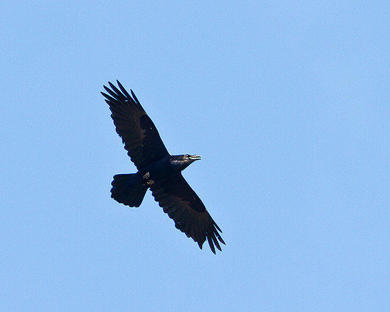 Raven, Shropshire, 04 April 2010