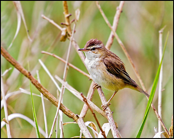 Sedge Warbler, Marsh Lane, June 2010
