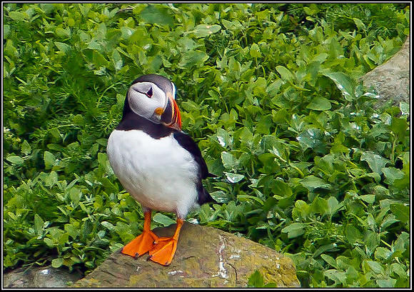 Puffin, Anglesey, June 2012