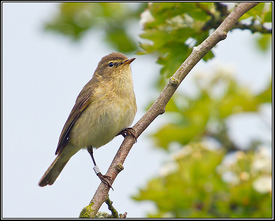 Chiffchaff, Upton Warren Moors, 21 May 2012