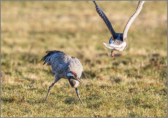 Common Crane (Grus grus), Slimbridge, December 2014