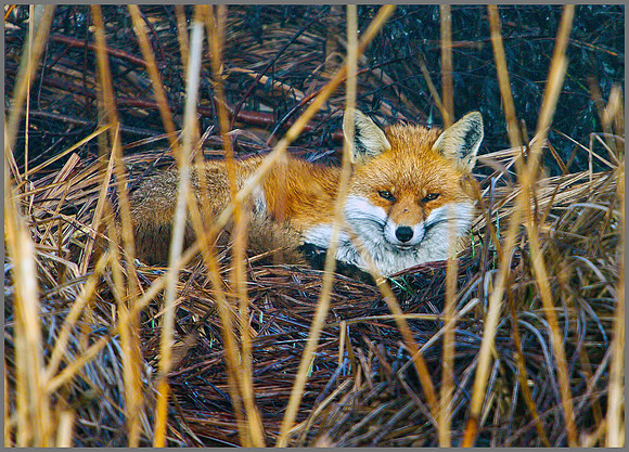 Fox, Upton Warren Moors, 21 March 2010