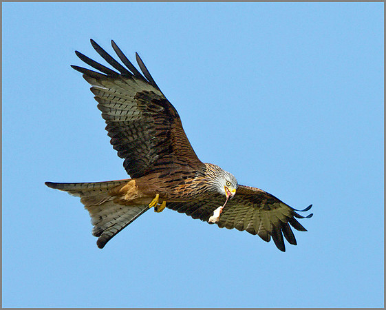 Red Kite (Milvus milvus), Rhayader, March 2014