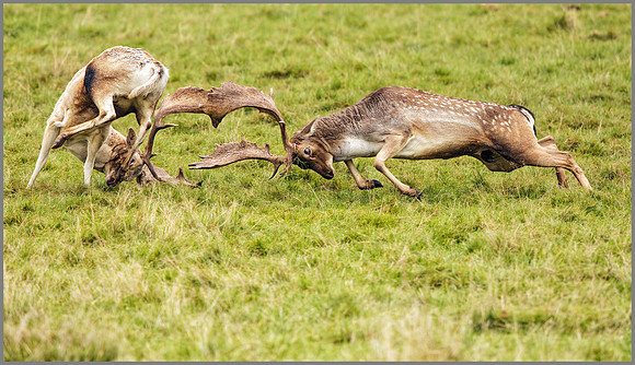 Fallow Deer Bucks (Dama dama), Charlecote Park, October 2016