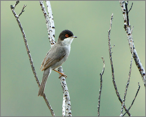 Male Sardinian Warbler (Sylvia melanocephala), Mallorca, May 2014