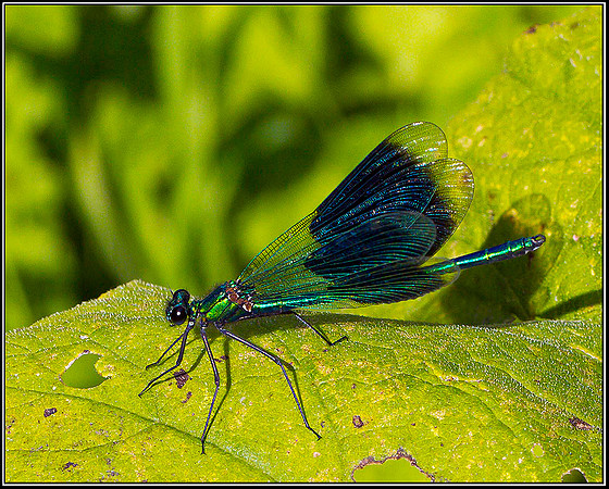 Banded Demoiselle, Upton Warren Moors, 24 August 2011