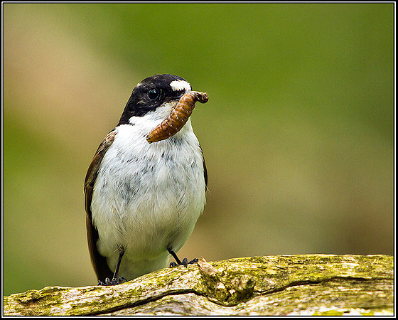 Pied Flycatcher, Powys, 10 June 2011