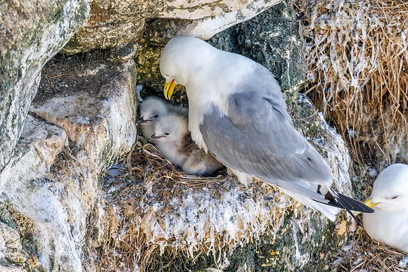 Black-legged Kittiwakes - Rissa tridactyla, Yorkshire, June 2022