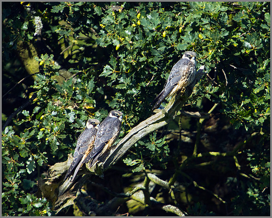 Juvenile Hobbys, Worcestershire, August 2010