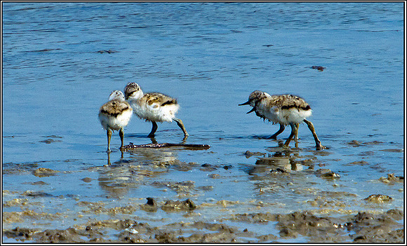 Avocet Chicks, Upton Warren Flashes, 30 April 2011