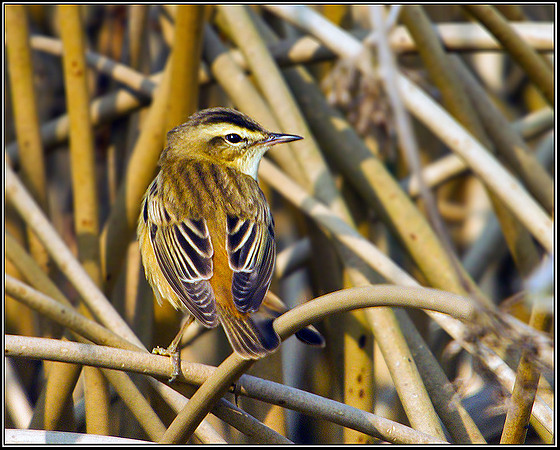 Sedge Warbler, Marsh Lane, 21 April 2011