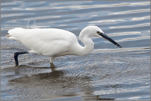 Little Egret (Egretta garzetta), Upton Warren, 01 November 2014