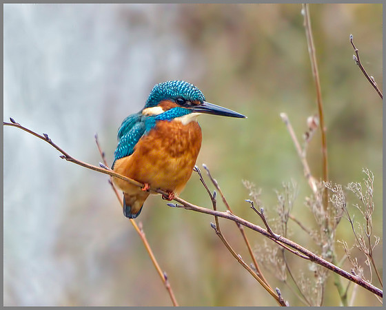 Kingfisher (Alcedo atthis), Upton Warren, December 2013