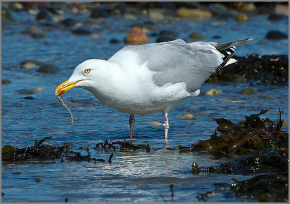 Herring Gull (Larus argentatus), Anglesey, April 2014