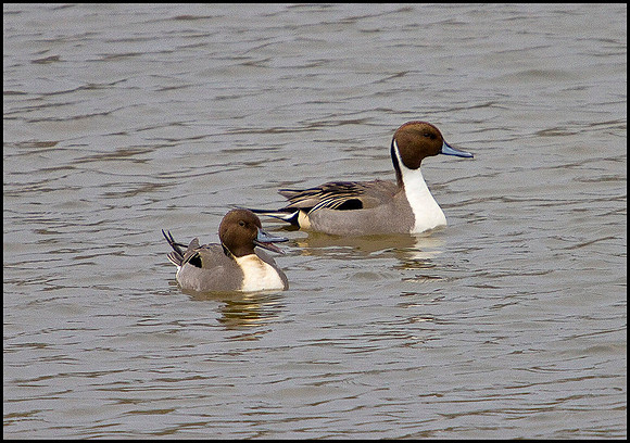 Pintail, Upton Warren Moors, 08 February 2010