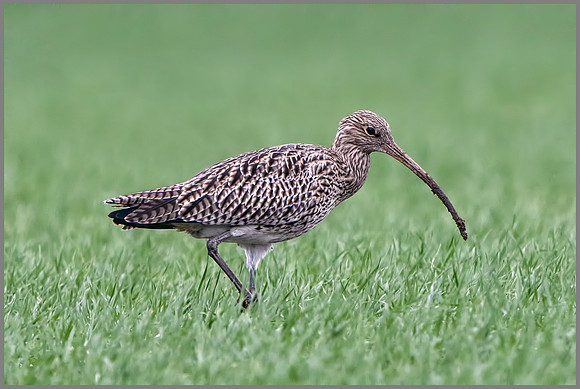 Curlew (Numenius arquata), Upton Warren, 02 November 2014