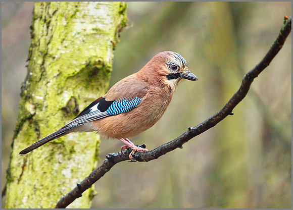 Jay, Warwickshire, December 2009