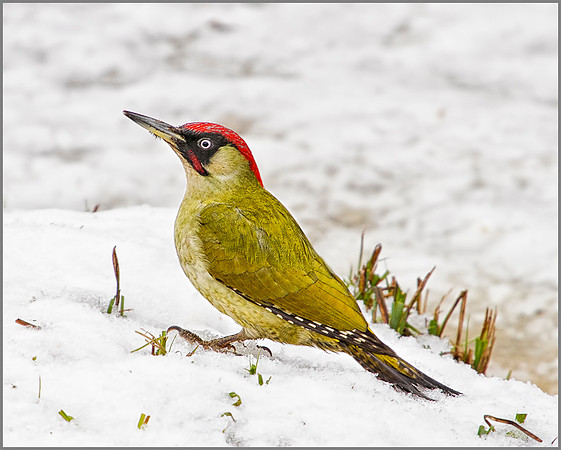Green Woodpecker, Upton Warren Moors, 11 January 2010