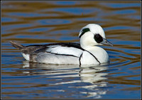 Smew, Slimbridge WWT, March 2011