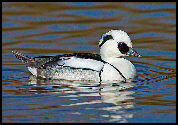 Smew, Slimbridge WWT, March 2011