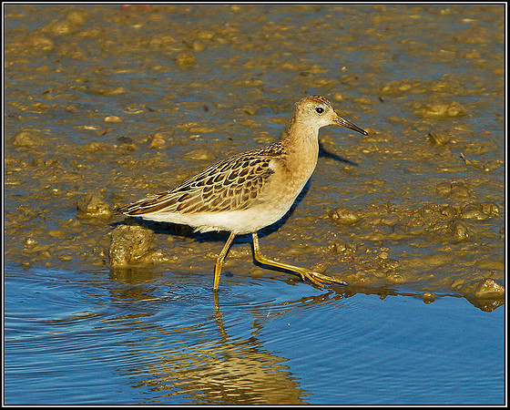 Ruff, Upton Warren Flashes, 11 October 2010