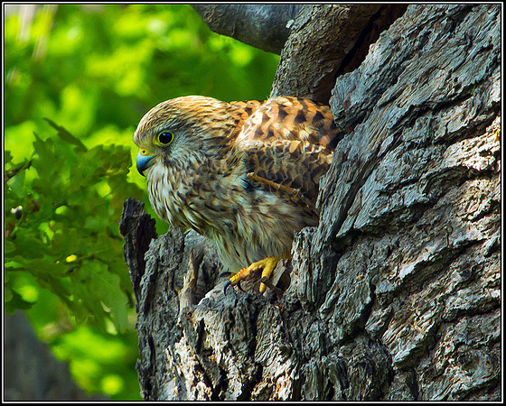 Kestrel, Malvern, 04 May 2011
