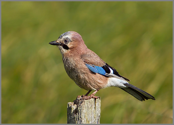 Jay, Worcestershire, 24 May 2011