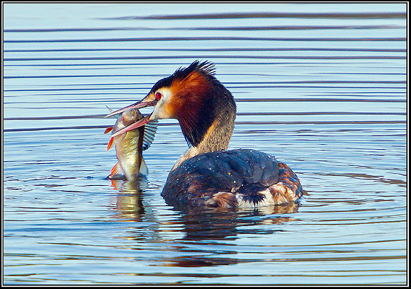 Great Crested Grebe, Bittell, 06 March 2012
