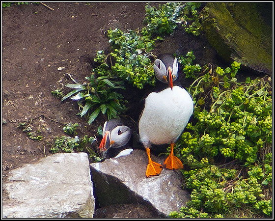 Puffins, Anglesey, 12 May 2011