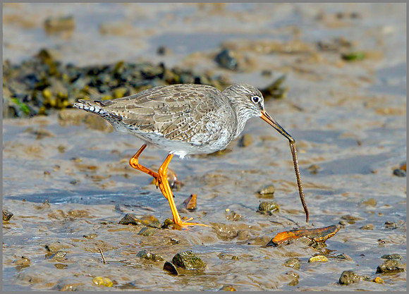 Redshank (Tringa totanus), Norfolk, September 2014