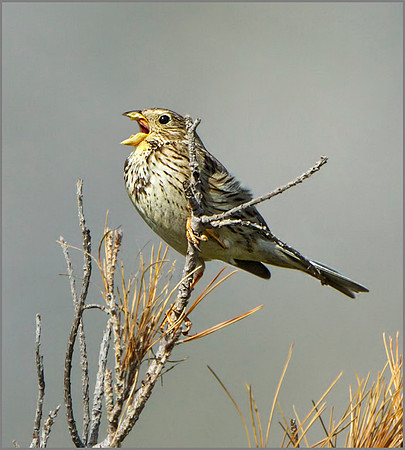 Corn Bunting (Miliaria calandra), Mallorca, May 2014
