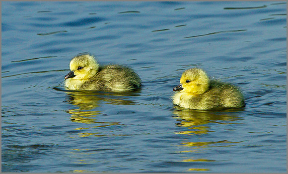 Canada Goose Goslings  (Branta canadensis), Upton Warren, April 2014