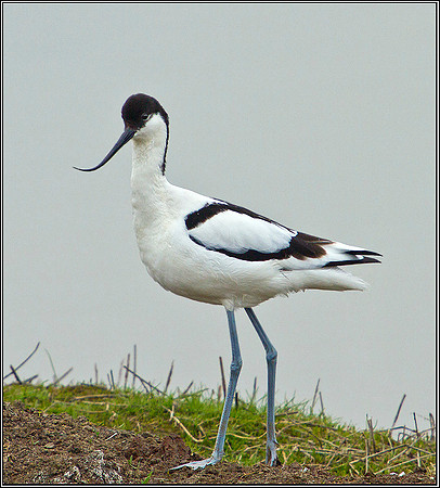 Avocet, Upton Warren Flashes, 13 March 2012