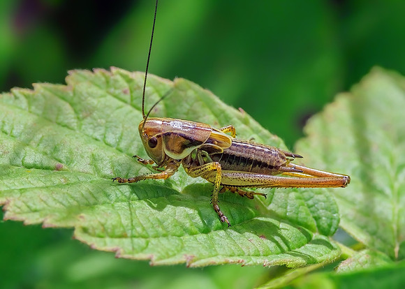 Roesel's Bush-cricket - Roeseliana roeselii, Trench Wood, July 2022