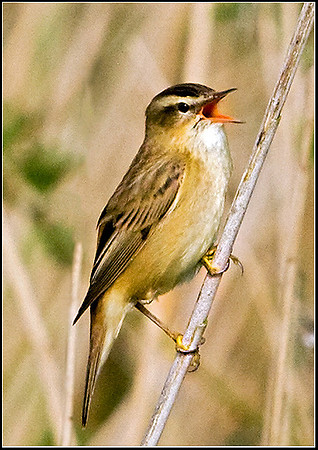 Sedge Warbler, Upton Warren Moors, 01 May 2009