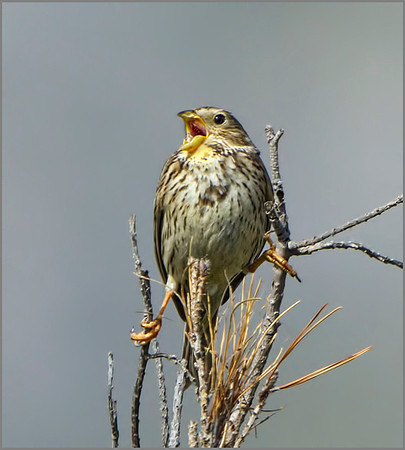 Corn Bunting (Miliaria calandra), Mallorca, May 2014