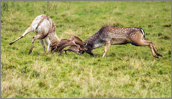 Fallow Deer Bucks (Dama dama), Charlecote Park, October 2016