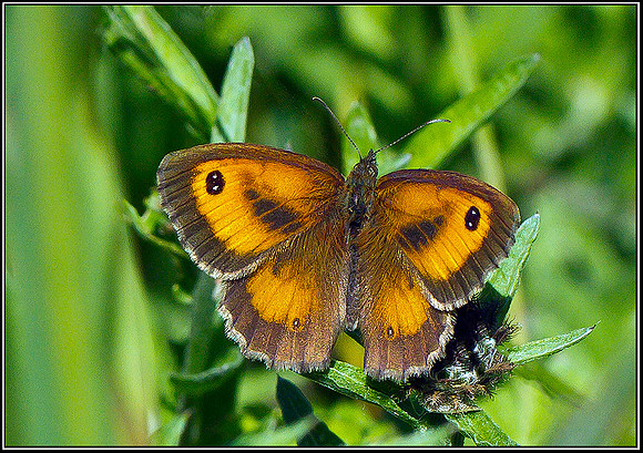 Gatekeeper, Bromsgrove, 24 July 2011