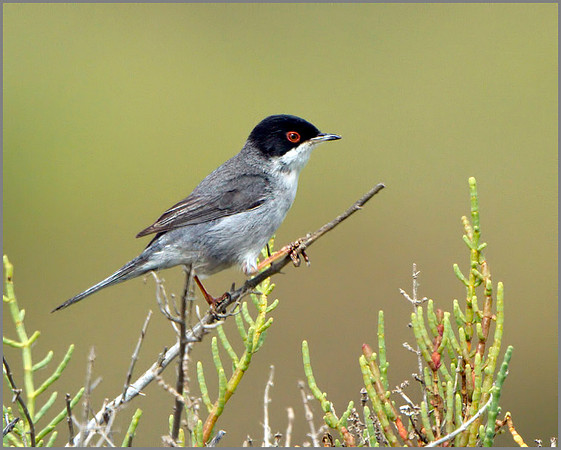 Male Sardinian Warbler (Sylvia melanocephala), Mallorca, May 2014