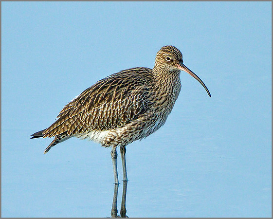 Curlew (Numenius arquata), Upton Warren, December 2013