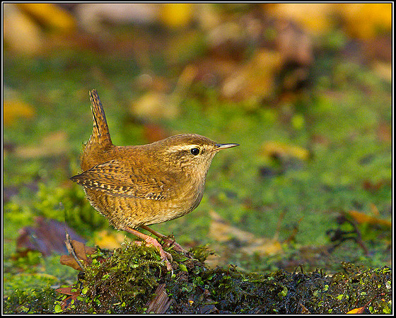 Wren, Warwickshire, 30 November 2011