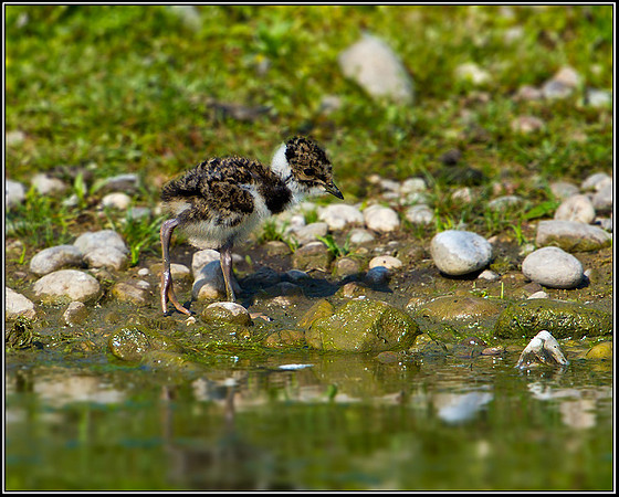 Lapwing Chick, Marsh Lane, June 2010