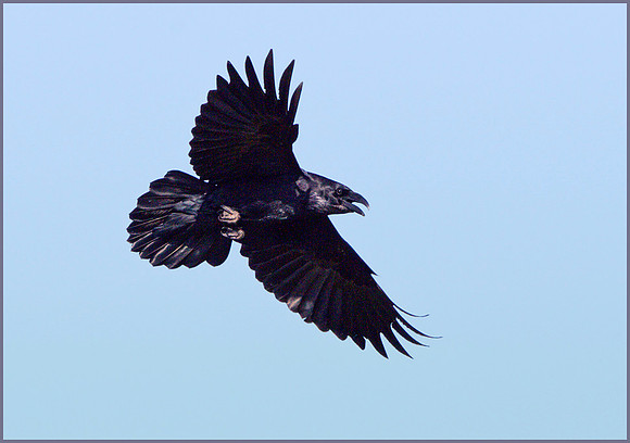 Raven (Corus corax), Rhayader, March 2014