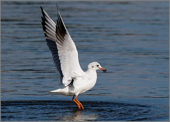 Black-headed Gull (Chroicocephalus ridibundus), Upton Warren NR, October 2016