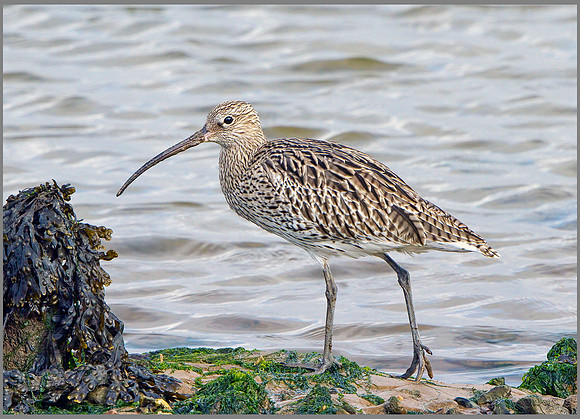 Curlew (Numenius arquata), Norfolk, September 2014