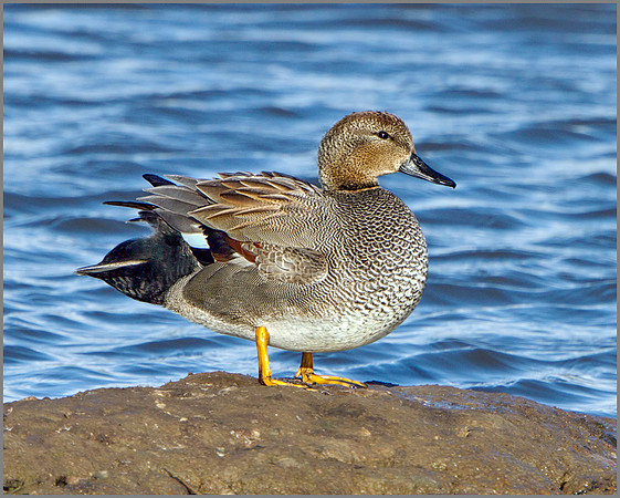 Drake Gadwall (Anas strepera), Upton Warren NR, March 2014