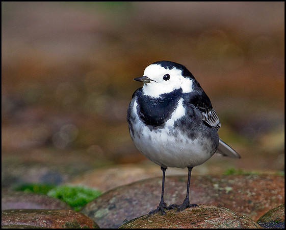 Pied Wagtail, Bromsgrove, 09 December 2009