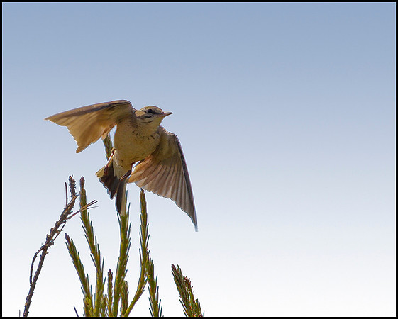 Tawny Pipit, Mallorca, May 2010