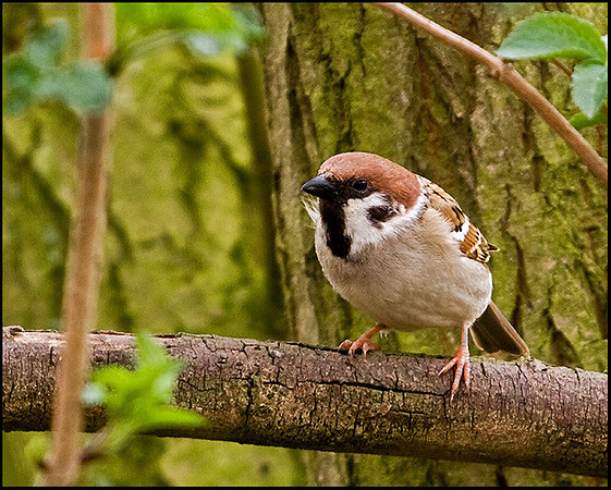 Tree Sparrow, Venus Pool, 01 April 2009
