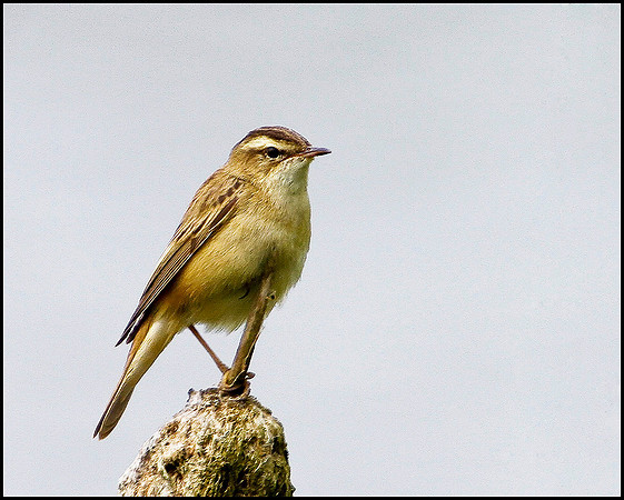 Sedge Warbler, Marsh Lane, June 2010